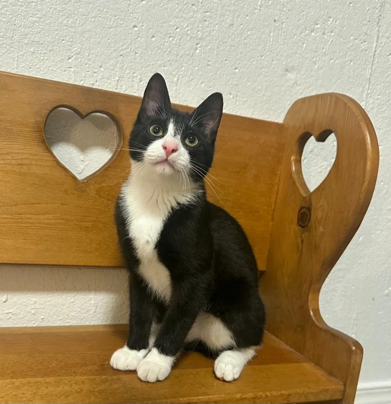 Dewey