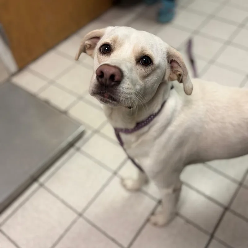 An adult medium-sized male White / Cream Mixed Breed dog named Sushi AKA Sour Cream for adoption in Charleston, WV