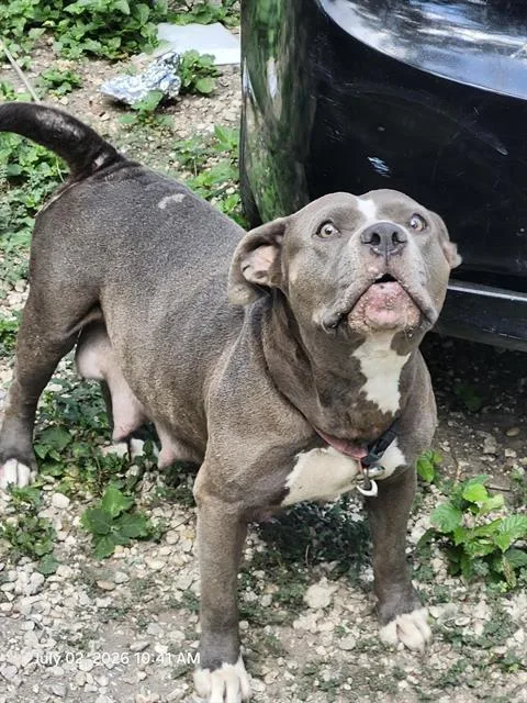 An adult medium-sized female American Staffordshire Terrier dog named Cleo for adoption in San Antonio, TX