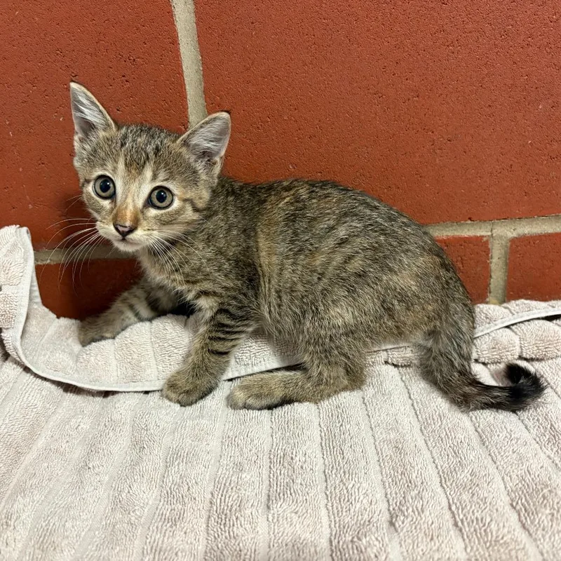 A baby small-sized female Brown / Chocolate Domestic Short Hair cat named Marmalade for adoption in Cabot, AR