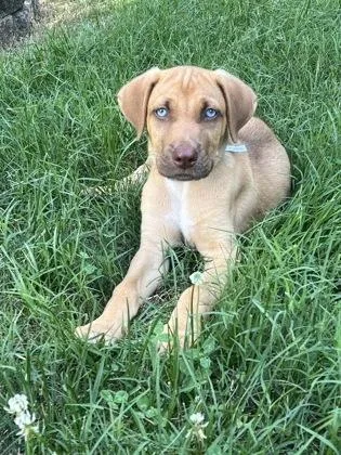 A baby medium-sized male Pointer dog named Tanner for adoption in Seneca, SC