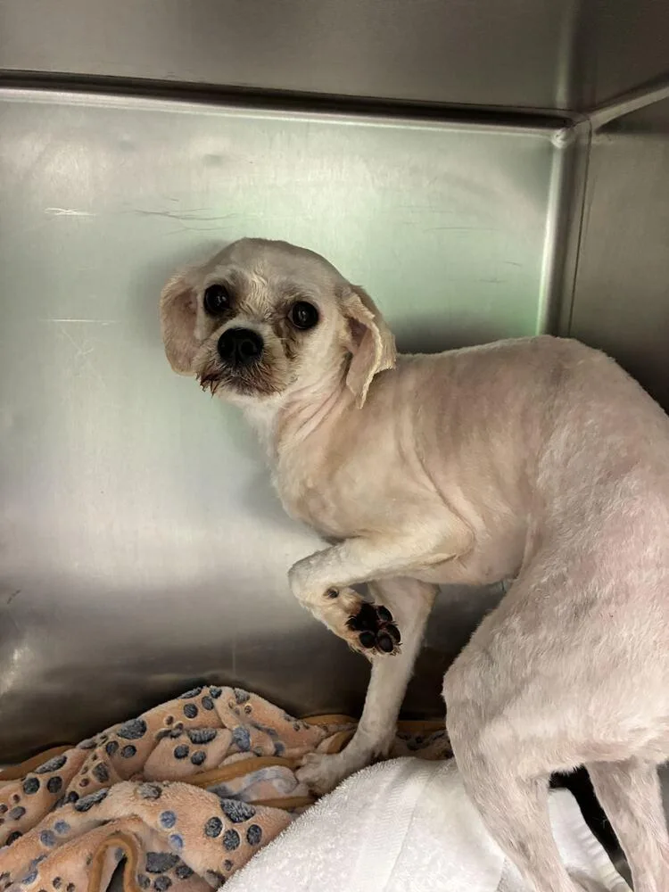 A young medium-sized female Shih Tzu dog named Grace for adoption in Marietta, GA