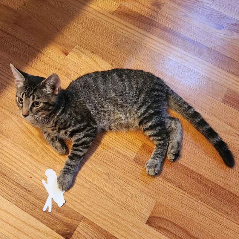 A young medium-sized male Tabby (Brown / Chocolate) Domestic Short Hair cat named Gnome for adoption in Evanston, IL
