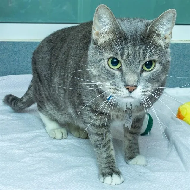 An adult small-sized male Domestic Short Hair cat named Brody for adoption in St. Louis, MO