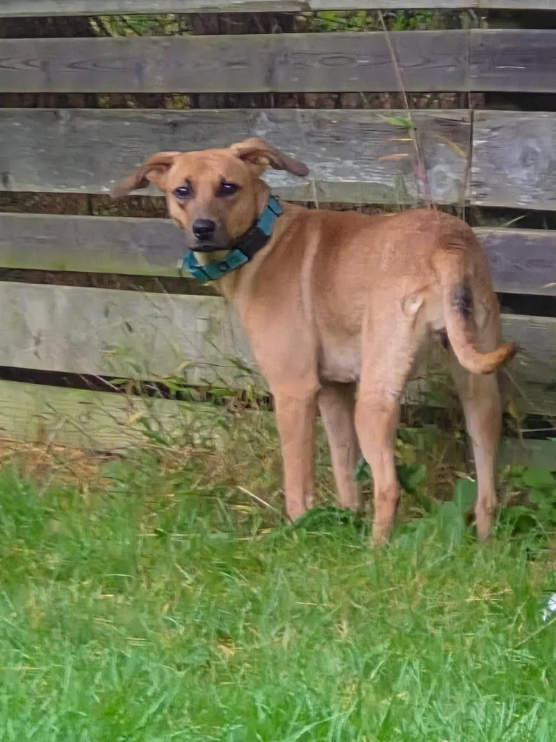 A young medium-sized female Yellow / Tan / Blond / Fawn Hound dog named Ellie for adoption in Brookville, PA