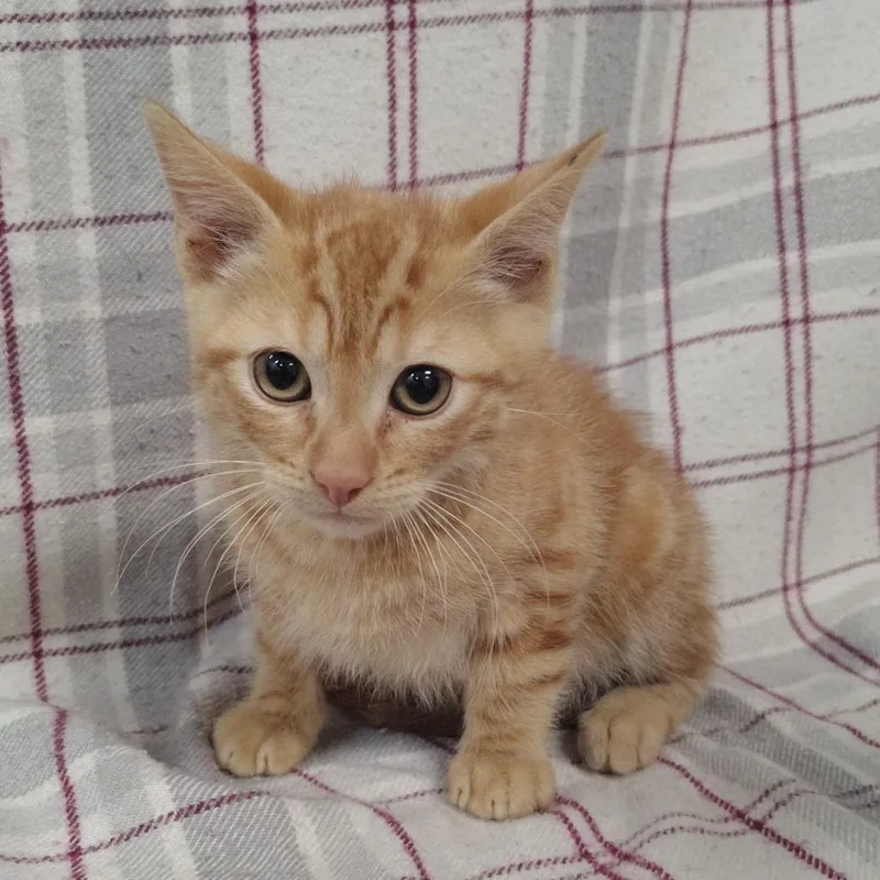 A baby small-sized male Orange / Red Domestic Short Hair cat named Traveler for adoption in Coos Bay, OR