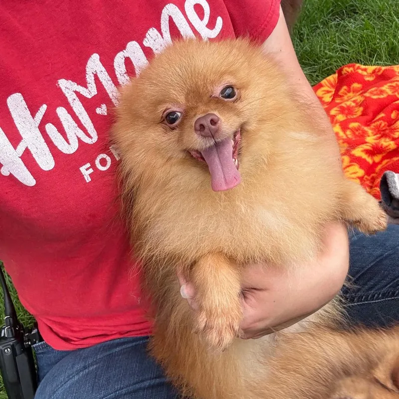 An adult small-sized male Yellow / Tan / Blond / Fawn Pomeranian dog named Taquito for adoption in Fort Wayne, IN