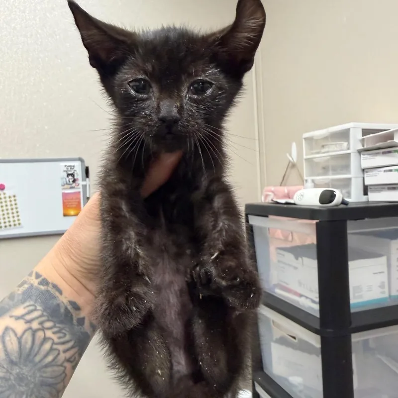 A baby small-sized male Black Domestic Short Hair cat named Nameste for adoption in Morganton, NC