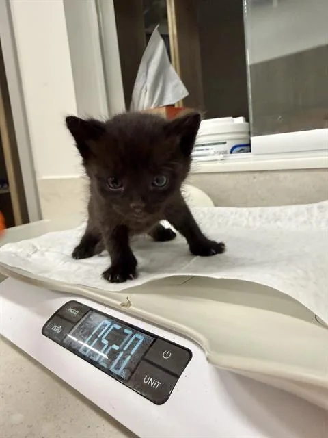 A baby small-sized female Domestic Short Hair cat named Banshee for adoption in Baytown, TX