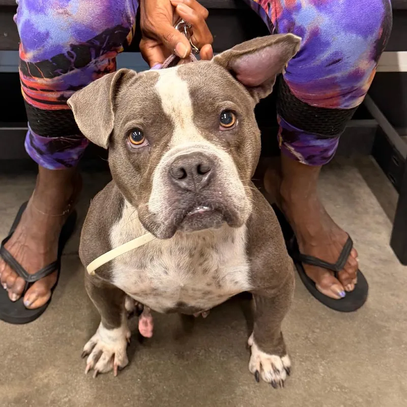 An adult medium-sized female Terrier dog named Survivor for adoption in Tampa, FL