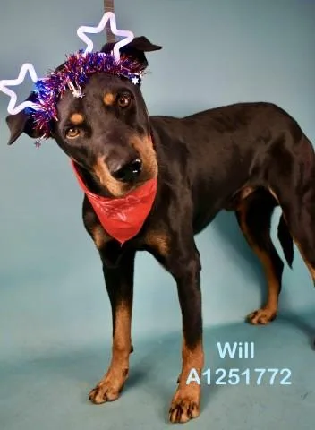 An adult large-sized male Doberman Pinscher dog named Will for adoption in Bakersfield, CA