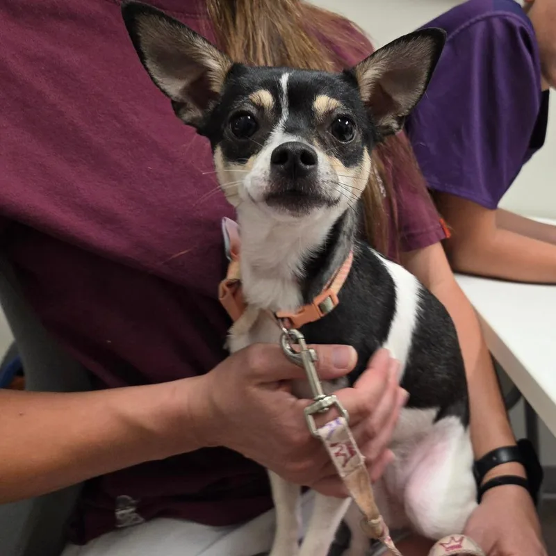 A young small-sized female Black Chihuahua dog named Mia for adoption in Chattanooga, TN