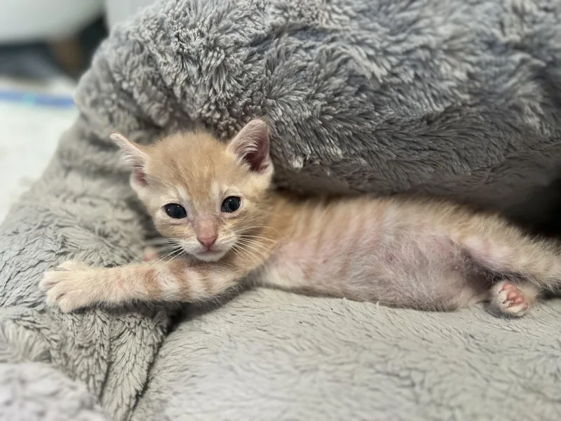 A baby medium-sized male Tabby (Orange / Red) Domestic Short Hair cat named Ron for adoption in San Diego, CA