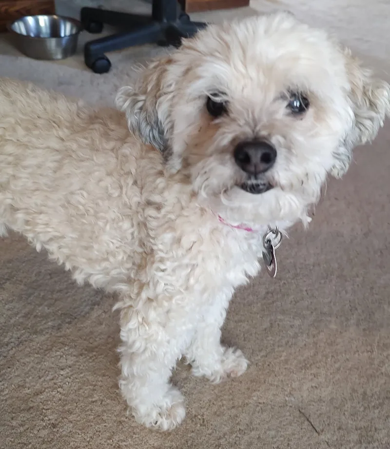 A senior small-sized female Poodle dog named Ginger for adoption in Nashville, TN