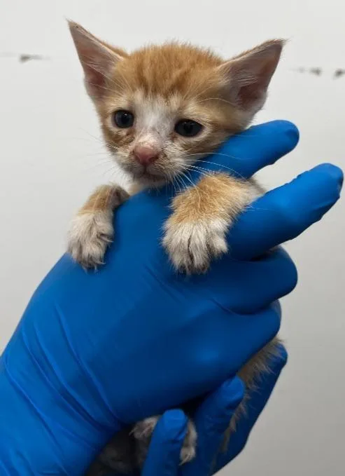 A baby small-sized male Domestic Short Hair cat named Nick for adoption in Hartsville, SC