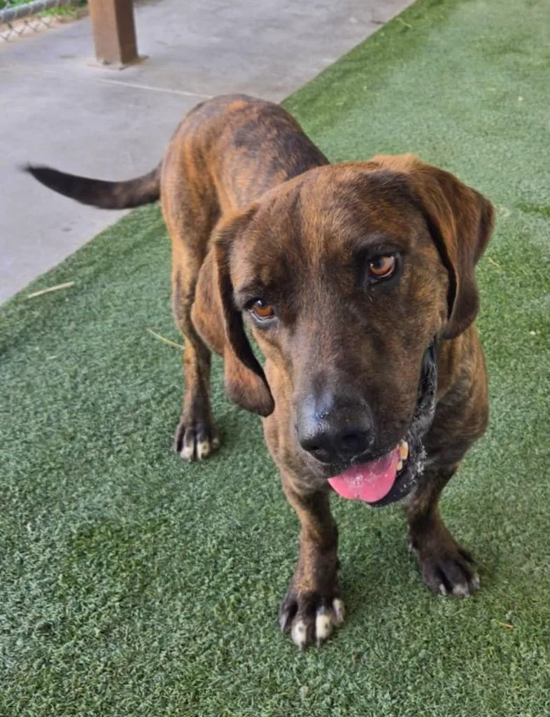 A young medium-sized male Hound dog named Buck for adoption in Midland, TX