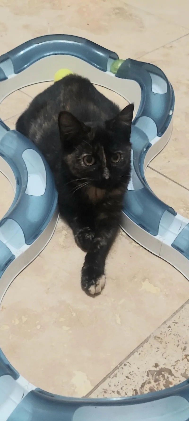 A baby small-sized female Tortoiseshell cat named Nutmeg for adoption in CANONSBURG, PA
