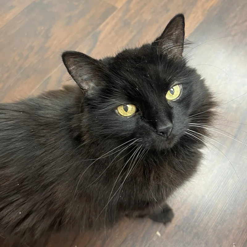 A senior large-sized female Domestic Long Hair cat named Peanut for adoption in Altoona, PA