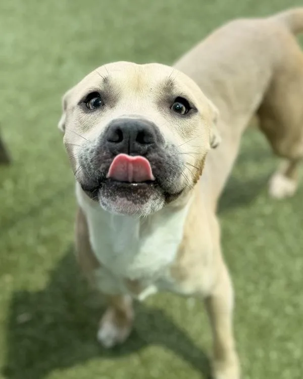 A young medium-sized male Staffordshire Bull Terrier dog named Link for adoption in Canton, GA