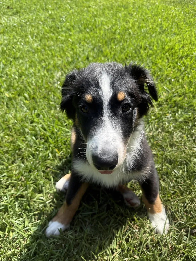 A baby medium-sized male Australian Shepherd dog named Ray for adoption in Valrico, FL
