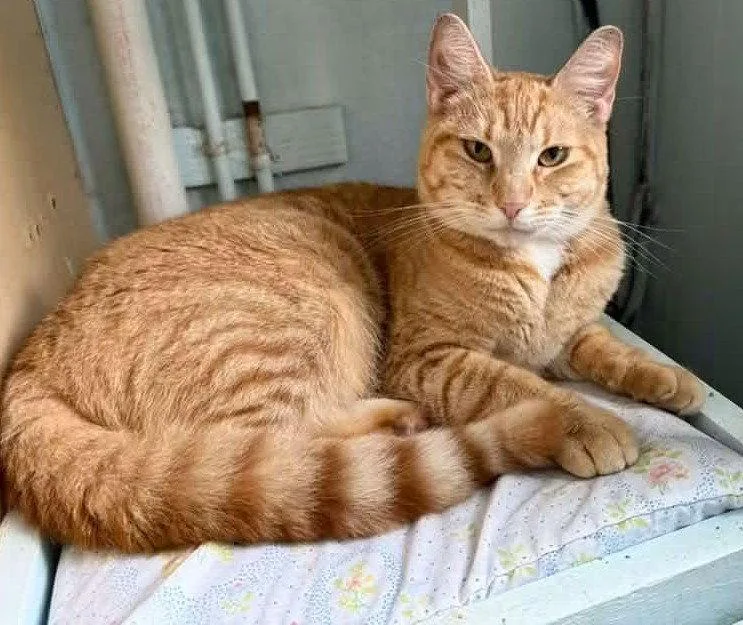 A young medium-sized female Domestic Short Hair cat named Walker for adoption in Coatesville, PA