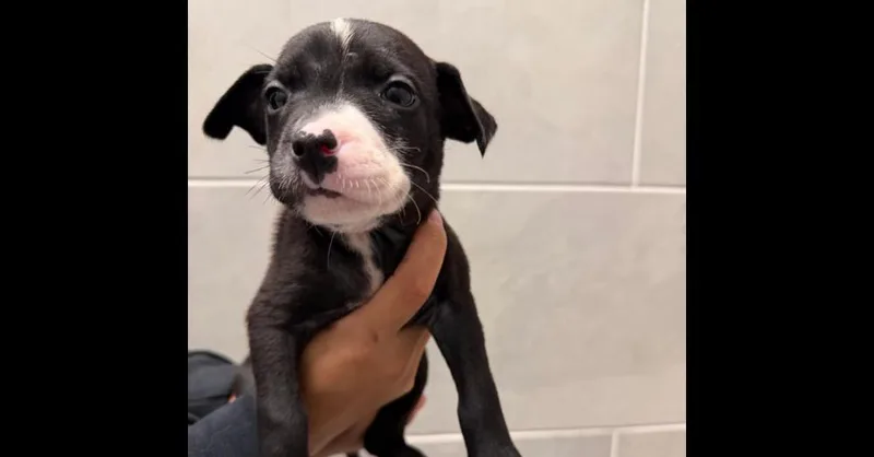 A baby medium-sized female Tricolor (Brown, Black, & White) Hound dog named Opal for adoption in Youngsville, NC