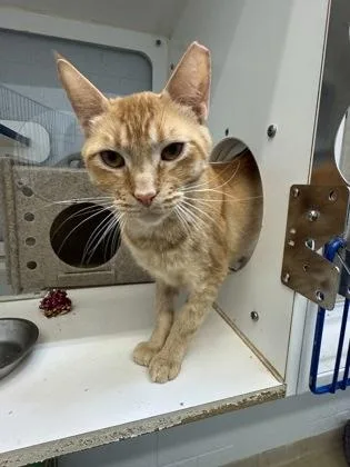 An adult medium-sized male Domestic Short Hair cat named Sasquatch for adoption in Vero Beach, FL