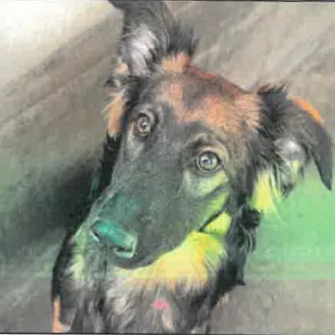 A young medium-sized female Black German Shepherd Dog dog named Paige A for adoption in Mission Hills, CA