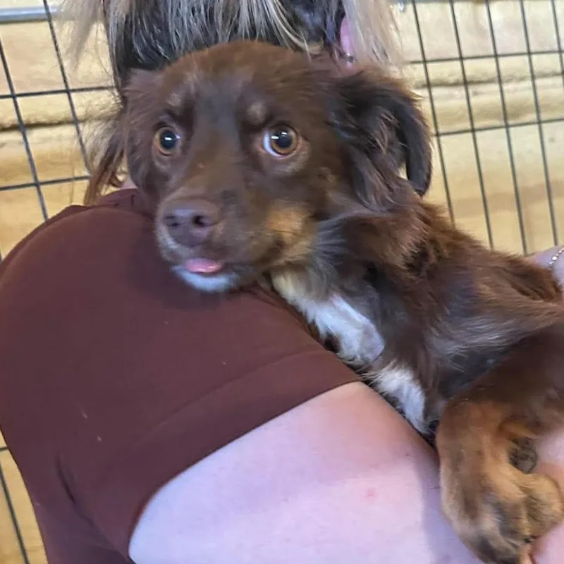 SydneyMini Aussie
