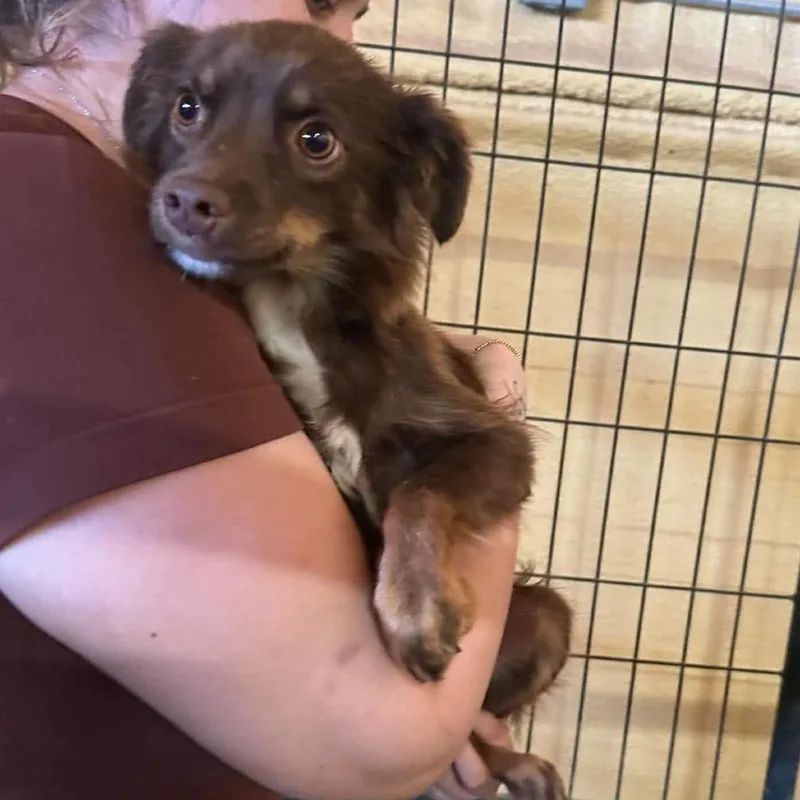 SydneyMini Aussie thumbnail 2