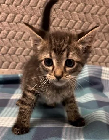 Fleetwood Cat