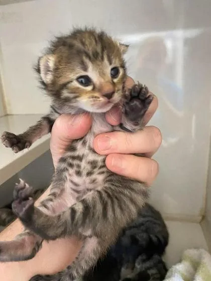 Fleetwood Cat thumbnail 2