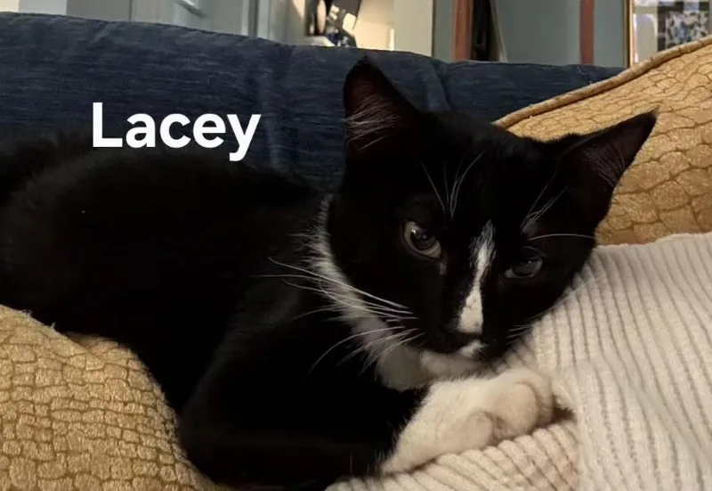 A baby medium-sized female Domestic Short Hair cat named Lacey for adoption in Zimmerman, MN