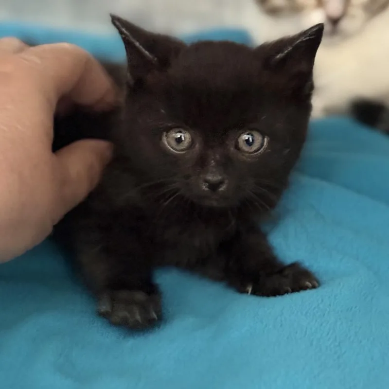 A baby small-sized male Black Domestic Short Hair cat named Jessie for adoption in Fresno, CA