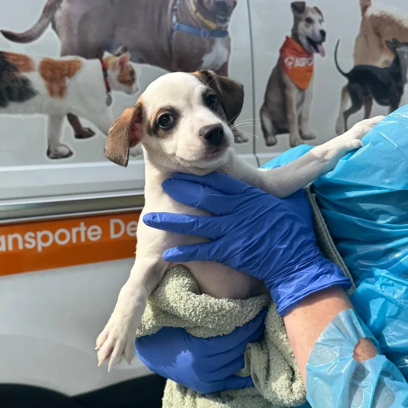 A baby small-sized female White / Cream Mixed Breed dog named Piper for adoption in Hendersonville, NC