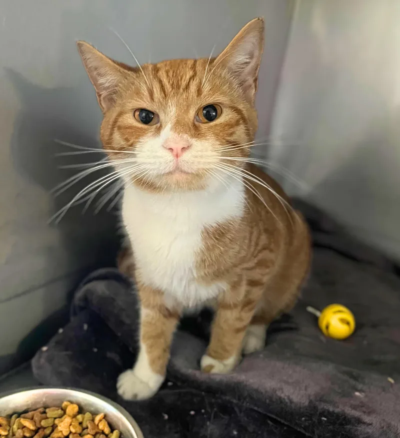 An adult medium-sized male Tabby (Orange / Red) Domestic Short Hair cat named Mojito for adoption in Seville, OH