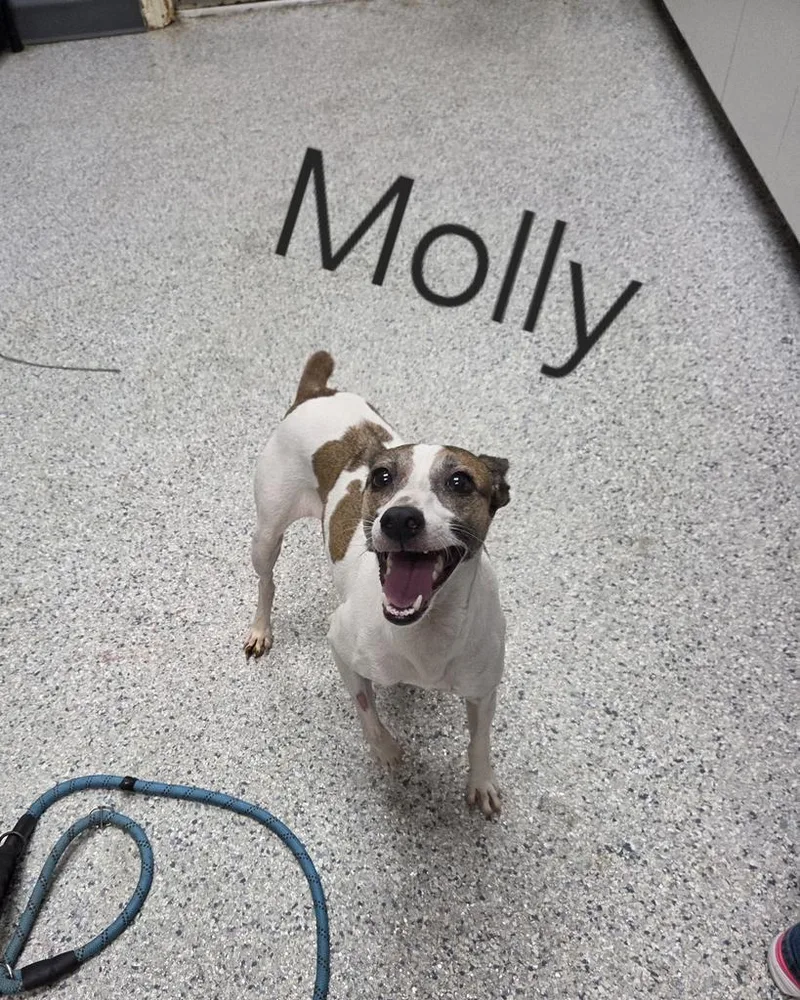 A young medium-sized female Fox Terrier dog named Molly for adoption in Livingston, LA