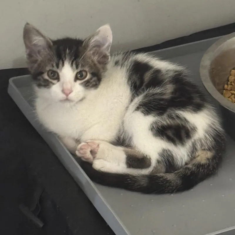 A baby small-sized female Calico Domestic Short Hair cat named Moon for adoption in Spokane, WA
