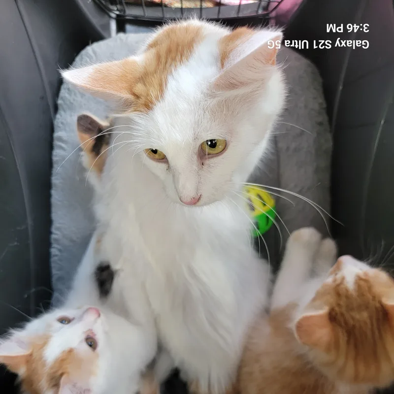 An adult medium-sized female White Domestic Medium Hair cat named Maddie for adoption in Houston, TX