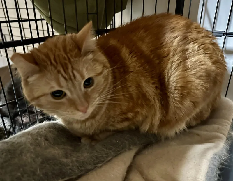 Sherbet And Sorbet thumbnail 2