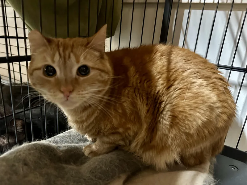 Sherbet And Sorbet thumbnail 3