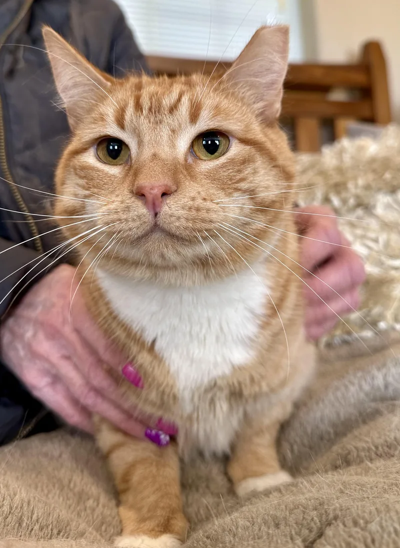 Sherbet And Sorbet thumbnail 4