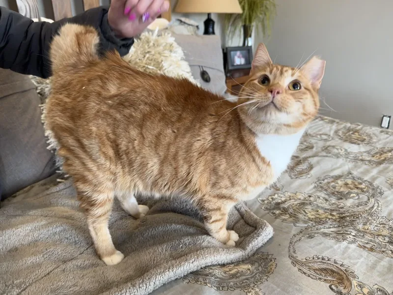 Sherbet And Sorbet thumbnail 5