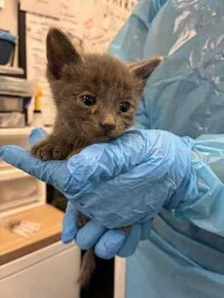 A baby small-sized male Domestic Short Hair cat named Jessie Pinkman for adoption in Fresno, CA