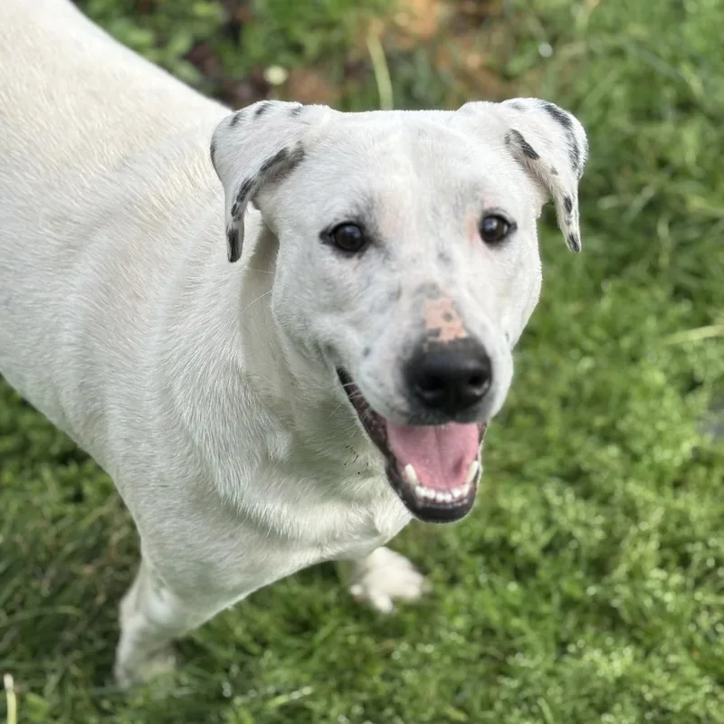 A young medium-sized female White / Cream Labrador Retriever dog named Brooklyn for adoption in Springfield, MO