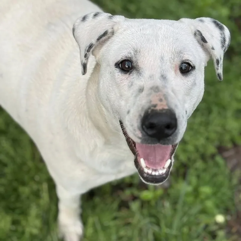 Brooklyn thumbnail 2