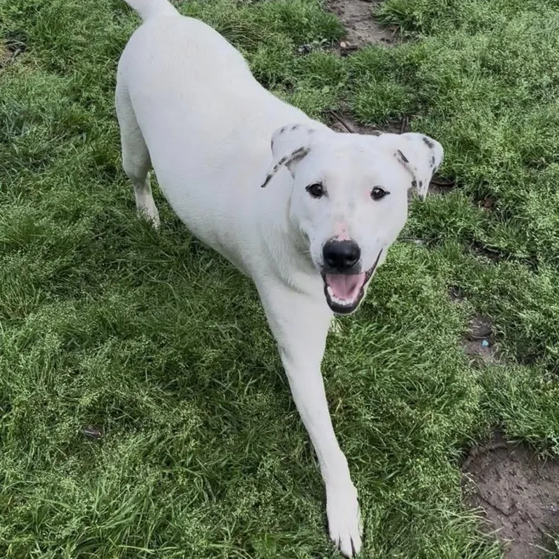 Brooklyn thumbnail 3