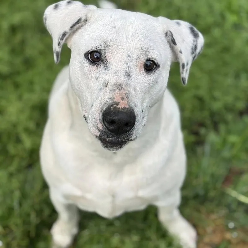 Brooklyn thumbnail 4