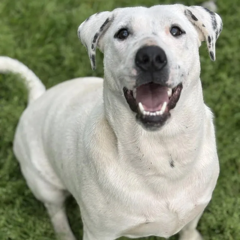 Brooklyn thumbnail 5