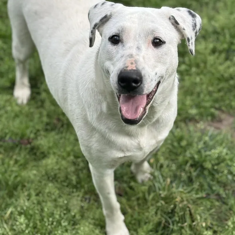 Brooklyn thumbnail 6